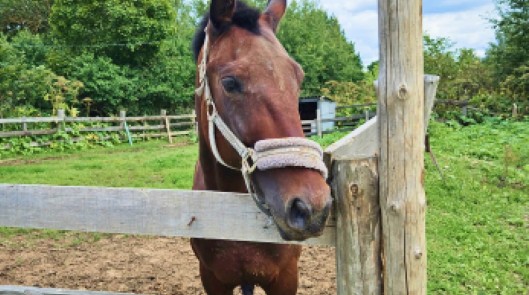 Конный клуб