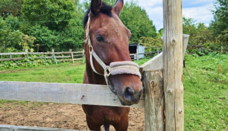 Конный клуб